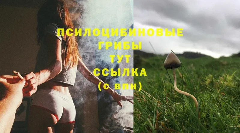 Псилоцибиновые грибы Psilocybe  Горнозаводск 